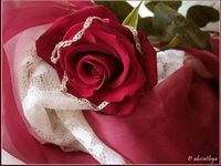 silver Rose
 -  -     